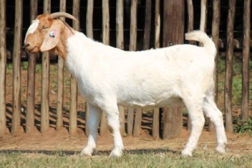 1X BOER GOAT Commercial DOE Onderberg Boerbok Stoet