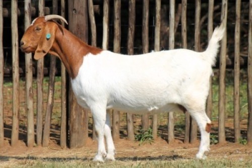 1X BOER GOAT FLOCK COLOR 48-543 DOE Onderberg Boerbok Stoet
