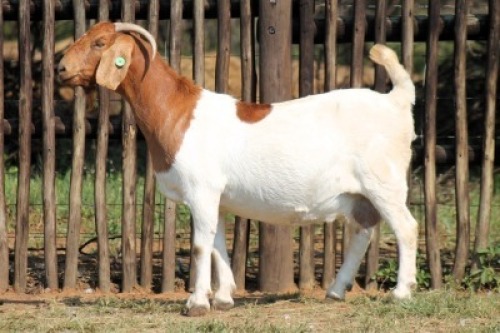1X BOER GOAT FLOCK COLOR 10-163 DOE Onderberg Boerbok Stoet