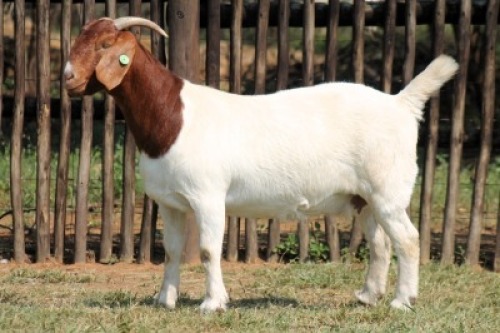1X BOER GOAT FLOCK COLOR13-017 DOE Onderberg Boerbok Stoet
