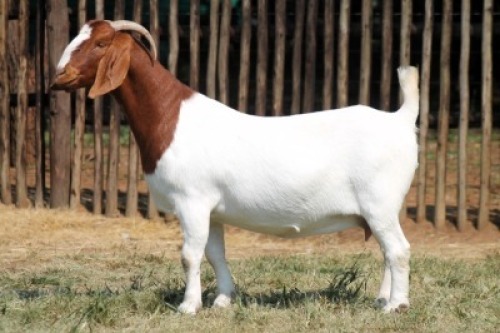 1X BOER GOAT STUD 17-520 DOE Onderberg Boerbok Stoet