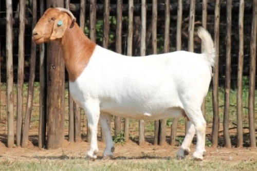 1X BOER GOAT Commercial DOE Onderberg Boerbok Stoet