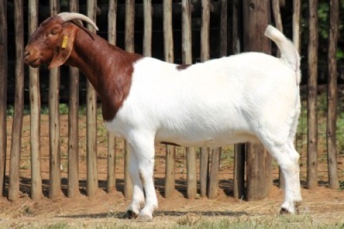1X BOER GOAT FLOCK COLOR 48-785 DOE Onderberg Boerbok Stoet