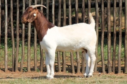 1X BOER GOAT FLOCK 10-166 DOE Onderberg Boerbok Stoet
