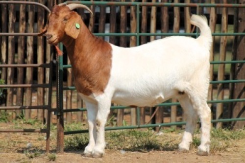 1X BOER GOAT FLOCK 10-164 DOE Onderberg Boerbok Stoet