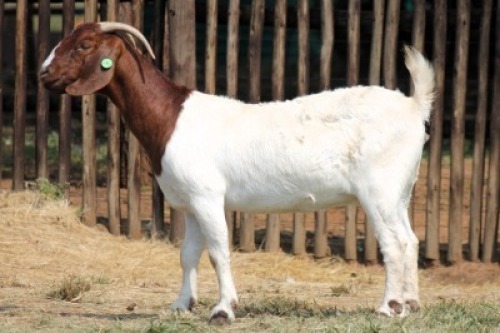 1X BOER GOAT FLOCK 39-116 DOE Onderberg Boerbok Stoet