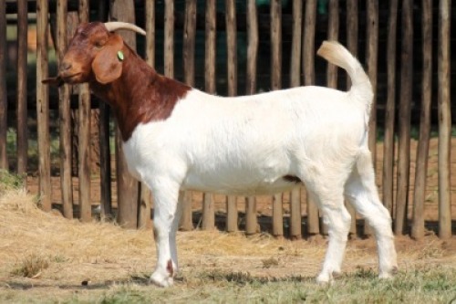 1X BOER GOAT FLOCK 13-023 DOE Onderberg Boerbok Stoet