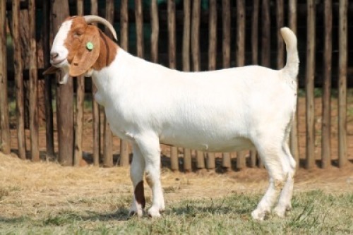 1X BOER GOAT FLOCK 17-171 DOE Onderberg Boerbok Stoet