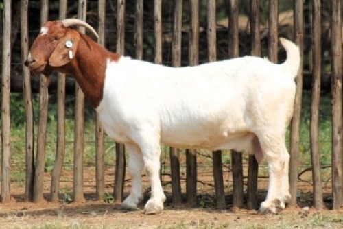 1X BOER GOAT STUD 48-023 DOE Onderberg Boerbok Stoet