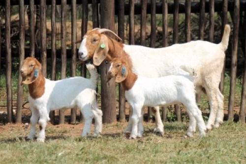 1+2X BOER GOAT Commercial DOE Onderberg Boerbok Stoet