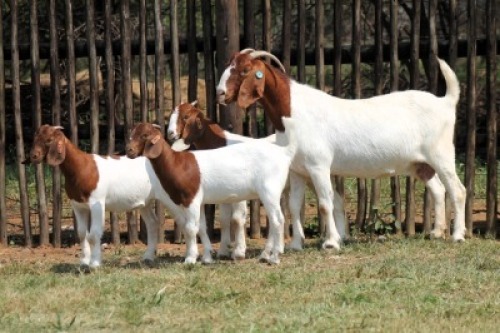 1+3X BOER GOAT STUD 48-025 DOE Onderberg Boerbok Stoet