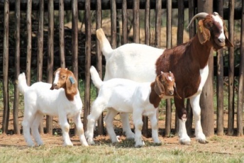 1+2X BOER GOAT FLOCK 13-043 DOE Onderberg Boerbok Stoet