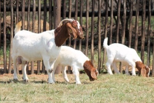 1+2X BOER GOAT FLOCK COLOR 13-038 DOE Onderberg Boerbok Stoet