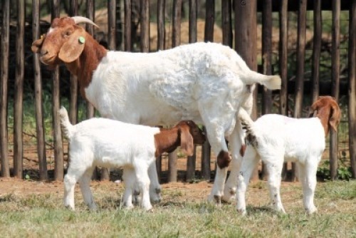 1+2X BOER GOAT Commercial DOE Onderberg Boerbok Stoet