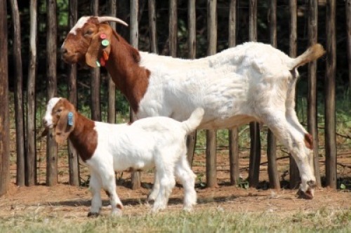1+1X BOER GOAT Commercial DOE Onderberg Boerbok Stoet