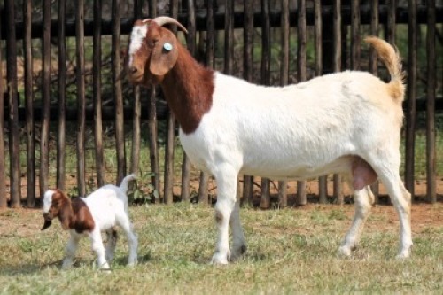 1+1X BOER GOAT STUD 48-052 DOE Onderberg Boerbok Stoet