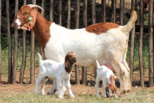 1+2X BOER GOAT FLOCK 10-147 DOE Onderberg Boerbok Stoet