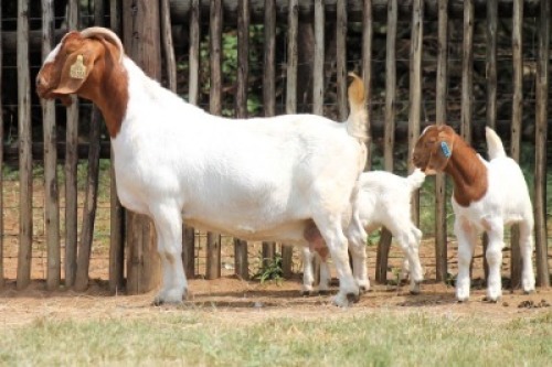 1+2X BOER GOAT STUD 17-521 DOE Onderberg Boerbok Stoet