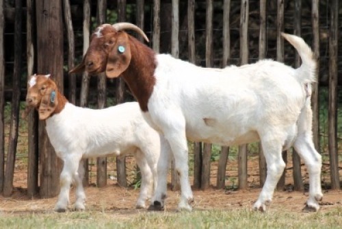 1+2X BOER GOAT STUD 48-053 DOE Onderberg Boerbok Stoet
