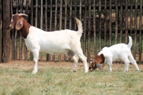 1+1X BOER GOAT FLOCK 21-1057 DOE Onderberg Boerbok Stoet