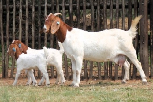 1+2X BOER GOAT FLOCK 48-017 DOE Onderberg Boerbok Stoet