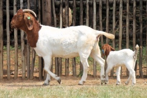 1+1X BOER GOAT Commercial DOE Onderberg Boerbok Stoet