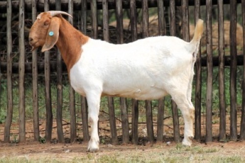 1X BOER GOAT FLOCK 11-023 DOE Onderberg Boerbok Stoet