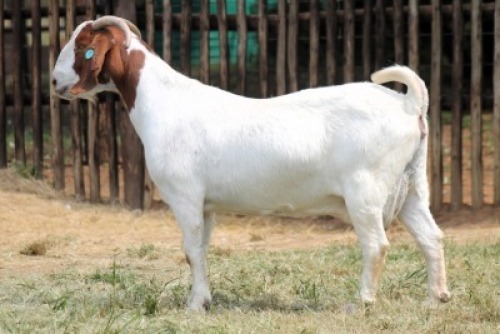 1X BOER GOAT FLOCK 48-020 DOE Onderberg Boerbok Stoet