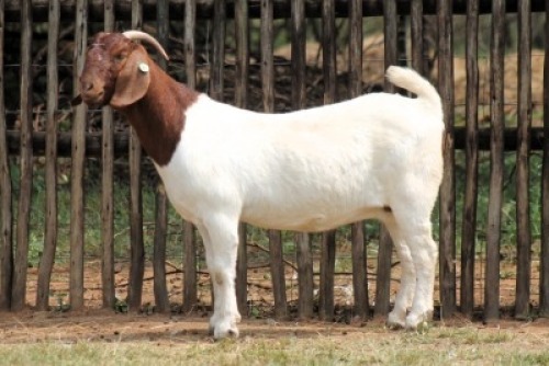 1X BOER GOAT FLOCK COLOR 39-108 DOE Onderberg Boerbok Stoet