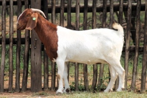 WITHDRAWN - 1X BOER GOAT DOE Onderberg Boerbok Stoet