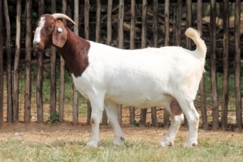 1X BOER GOAT STUD 48-048 DOE Onderberg Boerbok Stoet