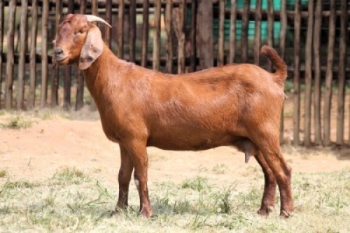 1X KALAHARI RED FLOCK 42-203 DOE Onderberg Boerbok Stoet