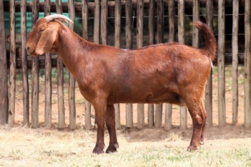 1X KALAHARI RED FLOCK 17-016 DOE Onderberg Boerbok Stoet