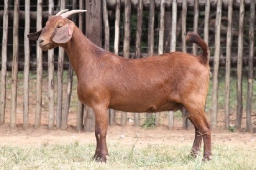 1X KALAHARI RED Commercial DOE Onderberg Boerbok Stoet