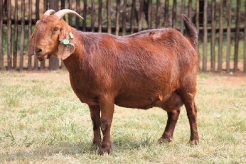 WITHDRAWN - 1X KALAHARI RED DOE Onderberg Boerbok Stoet
