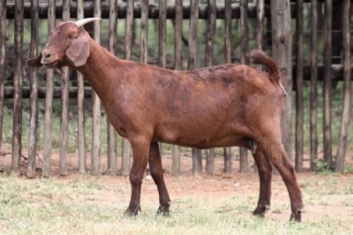 1X KALAHARI RED FLOCK 11-248 DOE Onderberg Boerbok Stoet
