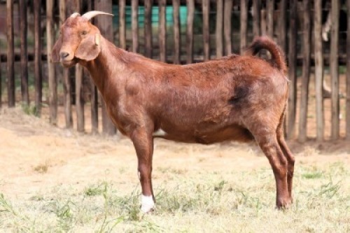 1X KALAHARI RED Commercial DOE Onderberg Boerbok Stoet