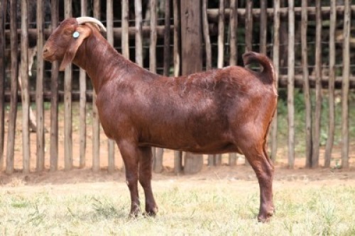 1X KALAHARI RED FLOCK 7-026 DOE Onderberg Boerbok Stoet