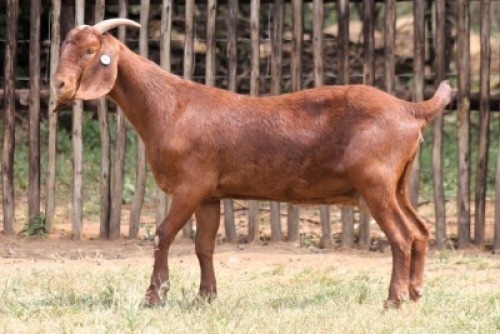 WITHDRAWN - 1X KALAHARI RED DOE Onderberg Boerbok Stoet