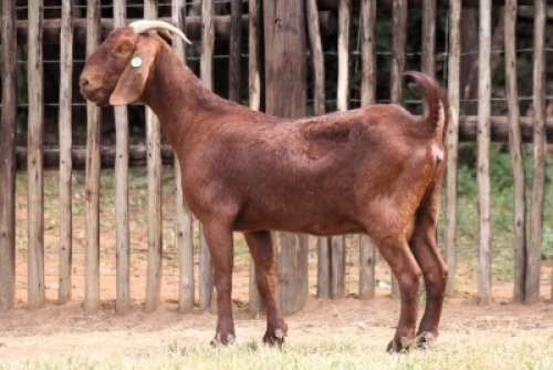 1X KALAHARI RED FLOCK 7-157 DOE Onderberg Boerbok Stoet