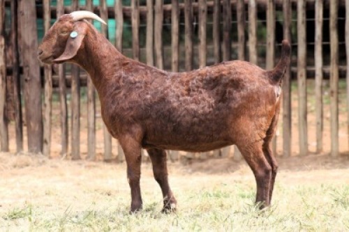 1X KALAHARI RED FLOCK 7-046 DOE Onderberg Boerbok Stoet