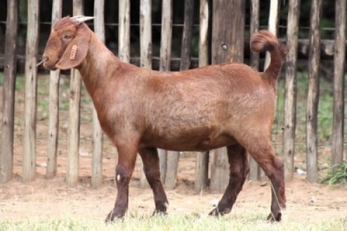 1X KALAHARI RED FIT TO TRAVEL DOE Onderberg Boerbok Stoet