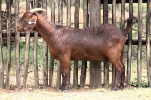 1X KALAHARI RED Commercial DOE Onderberg Boerbok Stoet