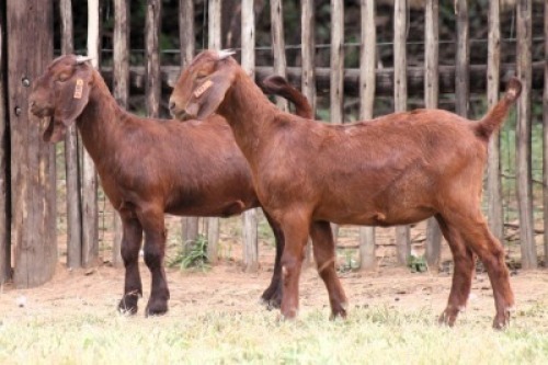 2X KALAHARI RED FIT TO TRAVEL DOE Onderberg Boerbok Stoet (Per animal to take the lot)