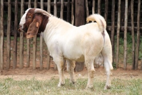 1X BOER GOAT Commercial BUCK Onderberg Boerbok Stoet
