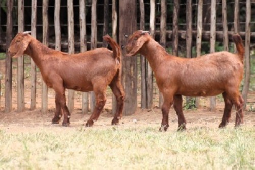 2X KALAHARI RED FIT TO TRAVEL DOE Onderberg Boerbok Stoet (Per animal to take the lot)