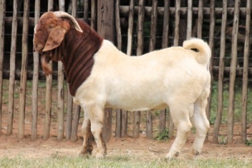 1X BOER GOAT Commercial BUCK Onderberg Boerbok Stoet