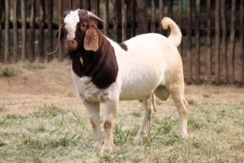 1X BOER GOAT FIT TO TRAVEL BUCK Onderberg Boerbok Stoet