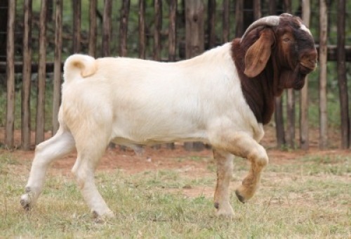 1X BOER GOAT Commercial BUCK Onderberg Boerbok Stoet
