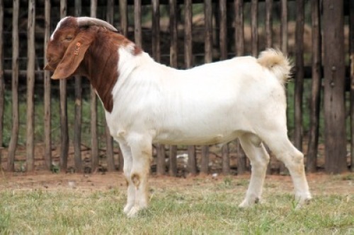 1X BOER GOAT FIT TO TRAVEL BUCK Onderberg Boerbok Stoet